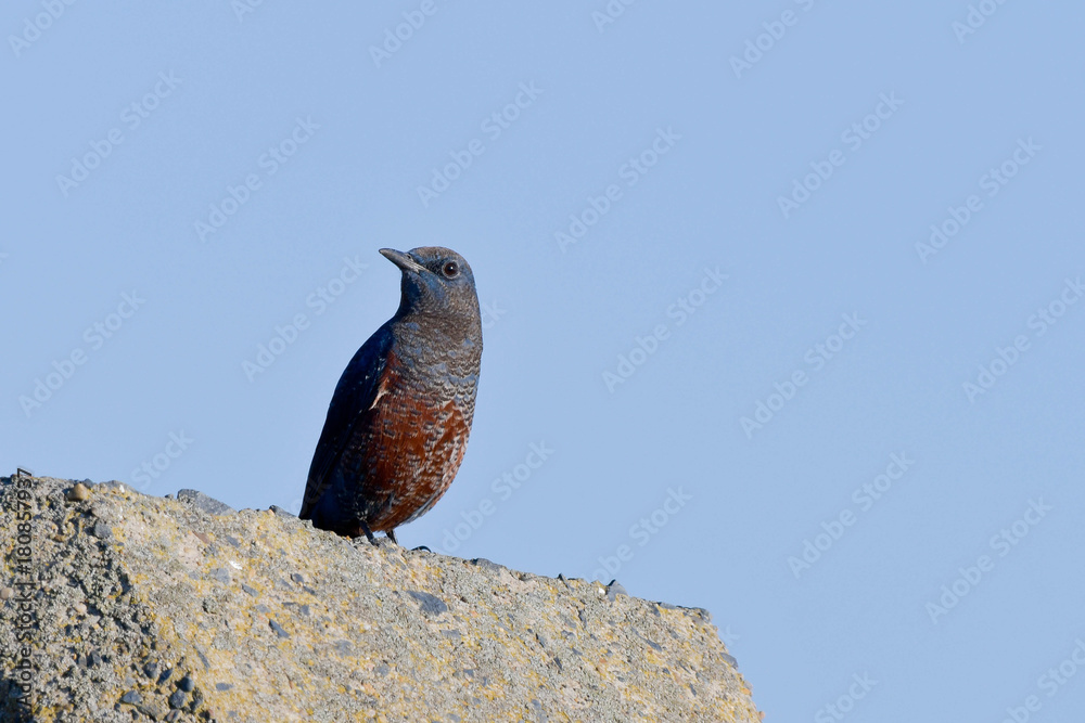 Obraz premium 野鳥 イソヒヨドリ(雄♂)