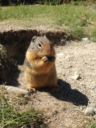 Slika na platnu Columbian ground squirrel (Urocitellus columbianus)