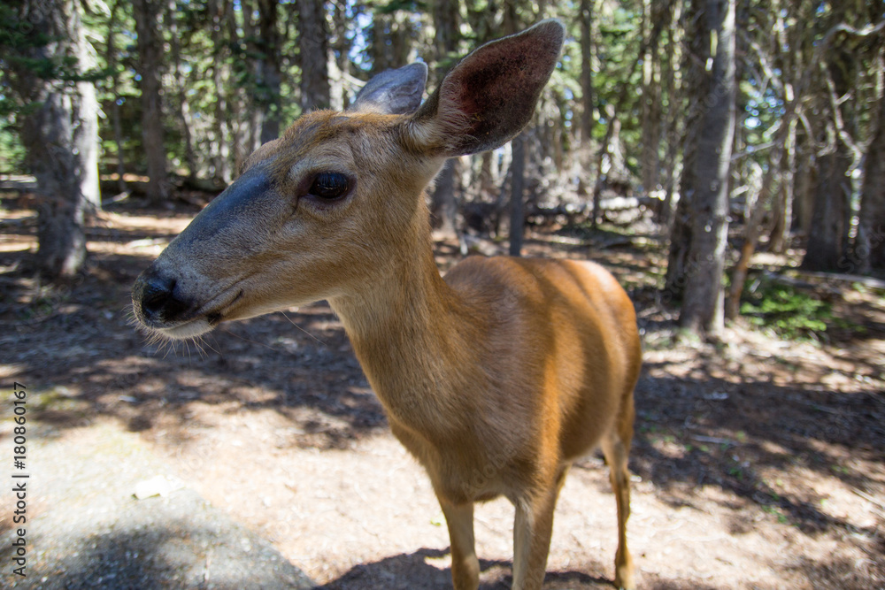 Naklejka premium A female deer close up to camera. Friendlu doe in Olympic National Park.