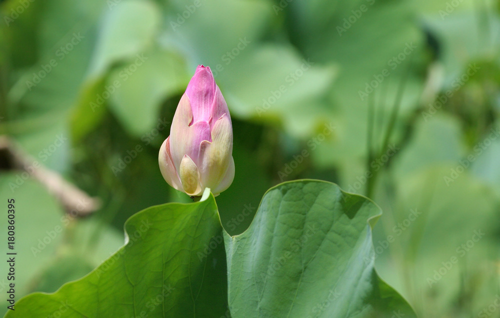 Pink Royal lotus bud among green leaf in the marsh with bright light Pink Royal lotus bud among green leaf in the marsh with bright light