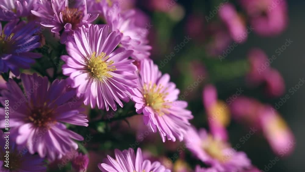Close up refocusing shot of violet flowers at home. Close up refocusing shot of violet flowers at home.
