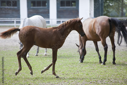 horses on the pasture