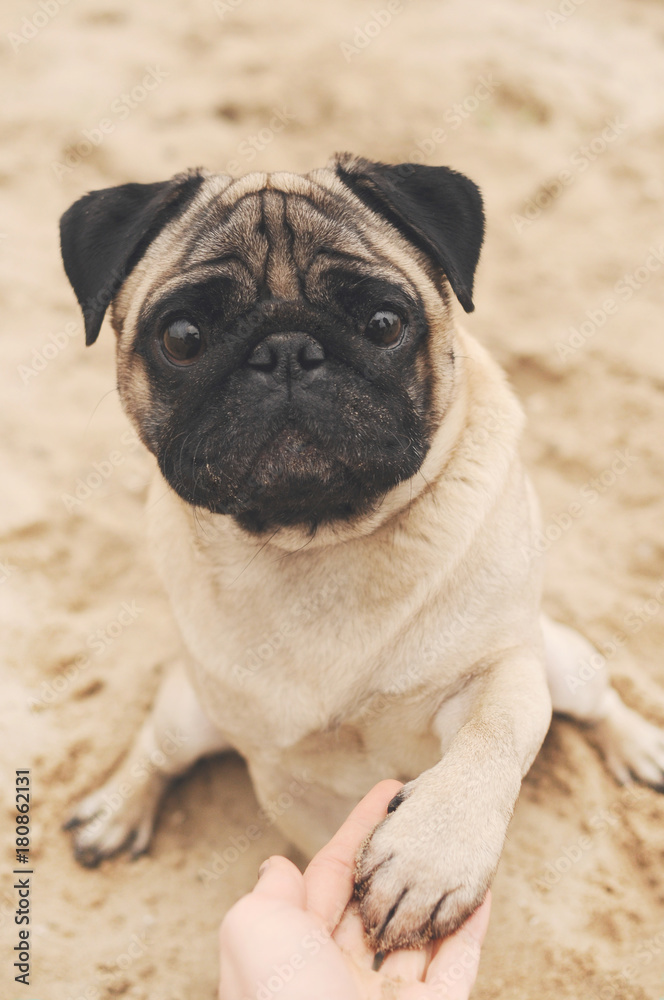Obraz premium Funny pug giving paw