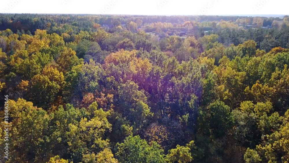 Aerial view of the forest with trees covered with yellow foliage Aerial view of the forest with trees covered with yellow foliage