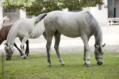 horses on the pasture