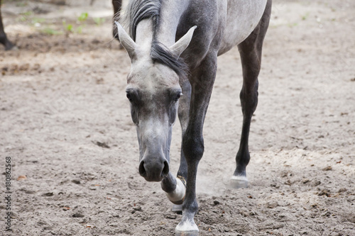 horses on the pasture