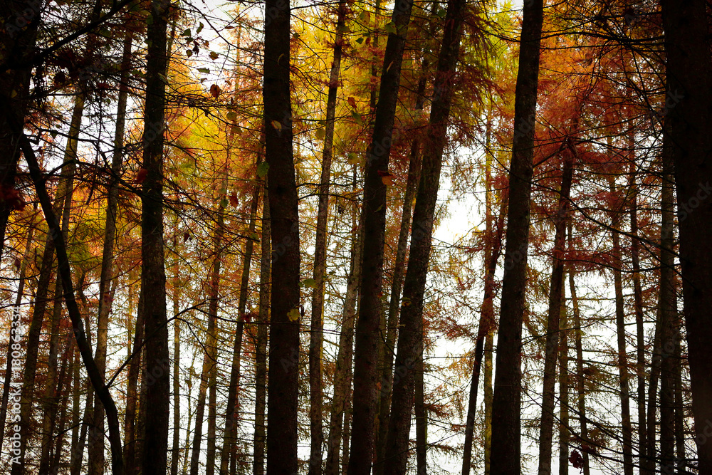 Fototapeta premium Autumn Forest