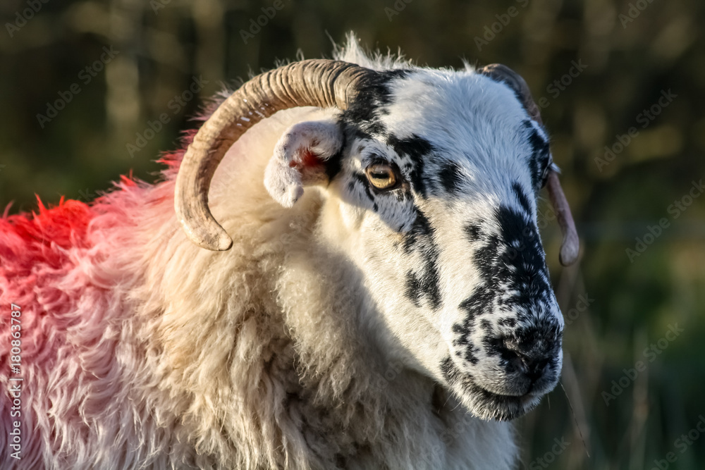Irisches Schaf Irisches Schaf