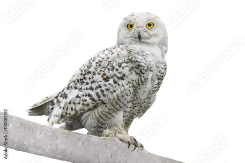owl (Nyctea scandiaca)
