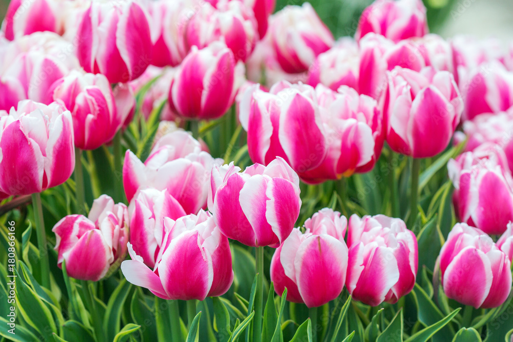 Pink tulip in the field