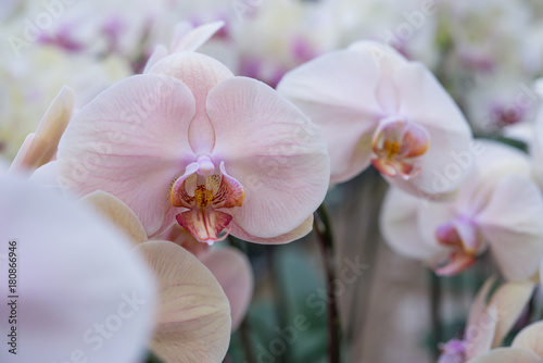 A bunch of blooming spotted moth orchids, Phalaenopsis cultivars Sogo Yukidian. photo