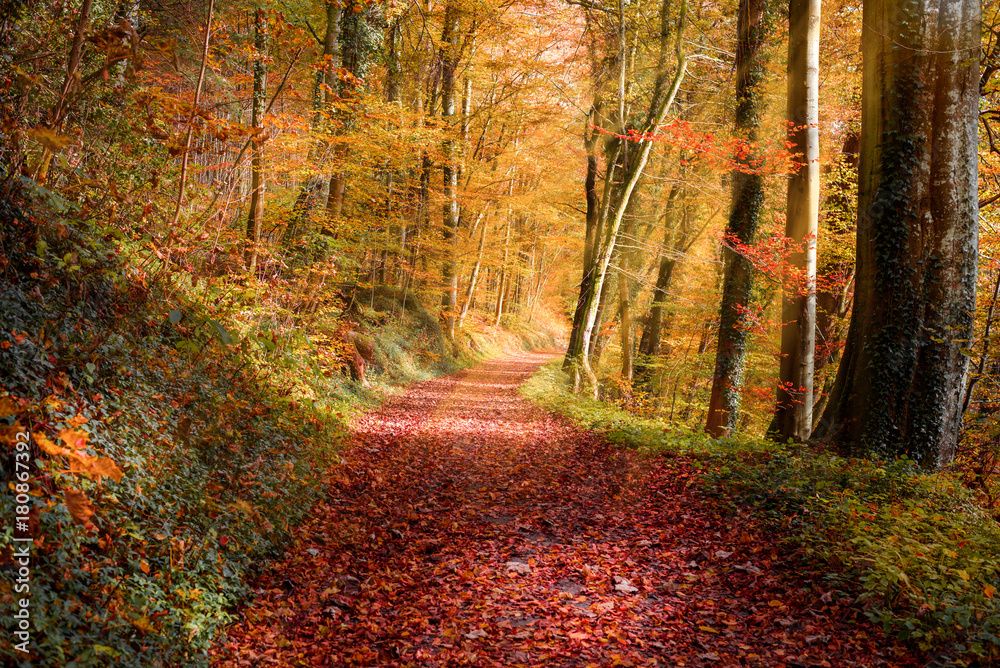 Naklejka premium Autumn forest with gold foliage and red leaves on the ground, illuminated by warm rays of light. Representation of colorful autumn