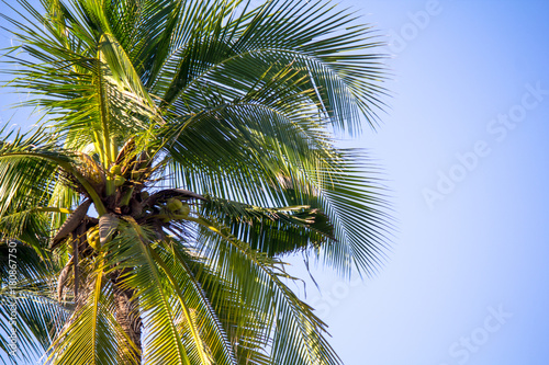 Light coconut trees against the sky