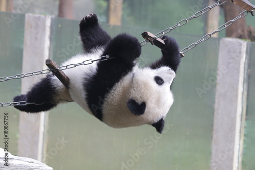 Fototapeta Naklejka Na Ścianę i Meble -  Acrobat Panda on the String