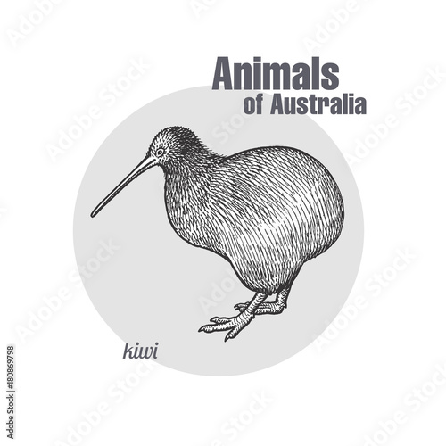 Kiwi bird isolated on white background.