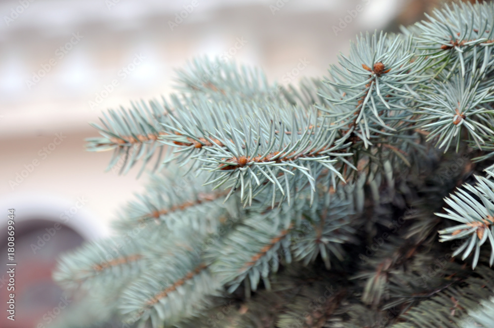 branch of blue spruce pine trees on the back blurred background architectural building