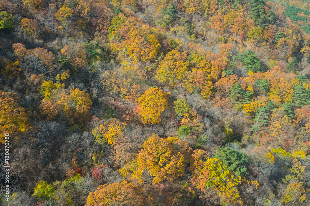 top view autumn landscape top view autumn landscape