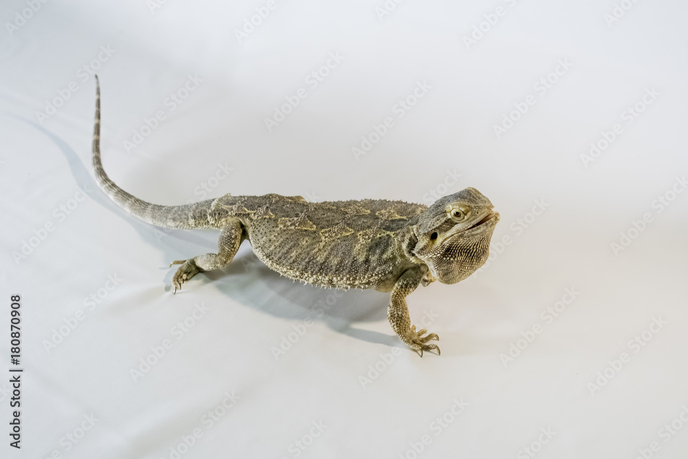 Fototapeta premium bearded dragon (pogona, vitticeps) isolated on white background