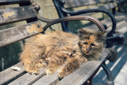 Photography Street cats in city