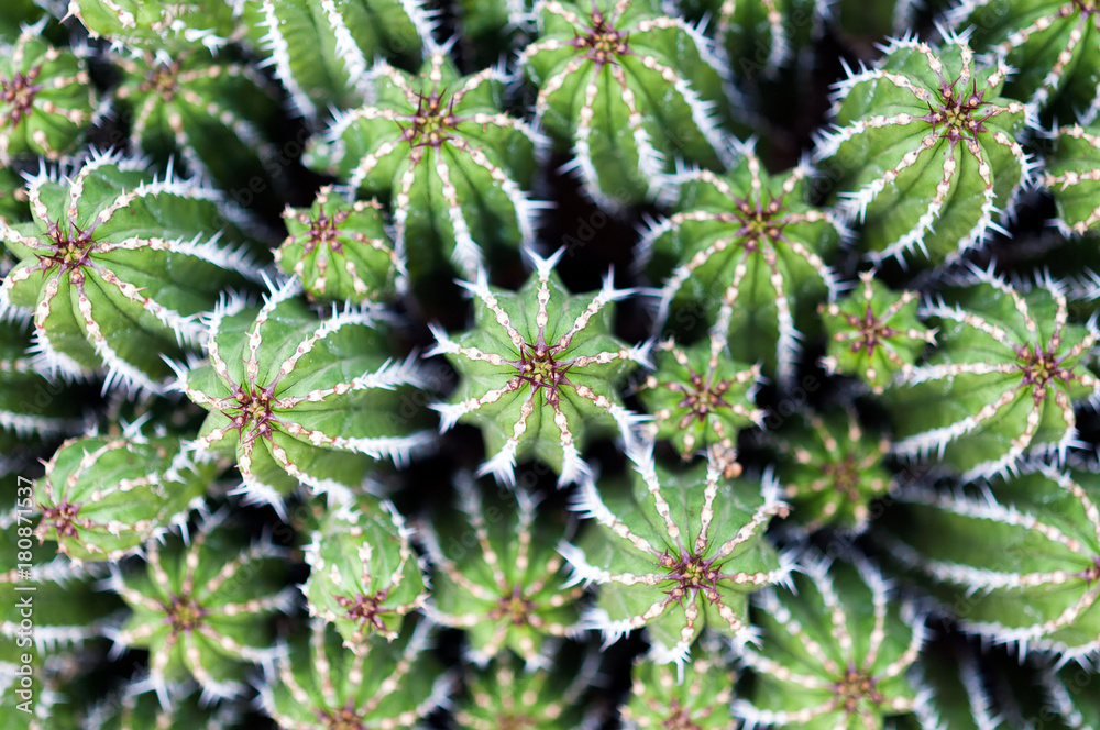 Cactus Cactus