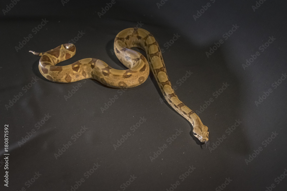 Fototapeta premium Royal or Ball Python snake, isolated on black background