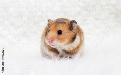 syrian hamster