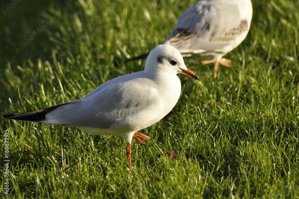 Fototapeta premium Black-headed gull on grass