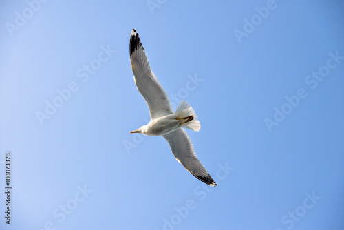 Gull in the sky 
