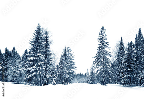 Snow covered spruce trees, blue toning of black and white photography, Christmas and new year © Sergej