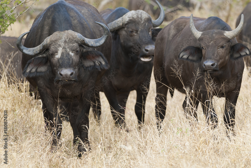 Fototapeta premium Cape buffalo, South Africa