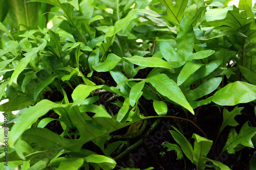 Wallpaper Mural Close up fern leaf Torontodigital.ca