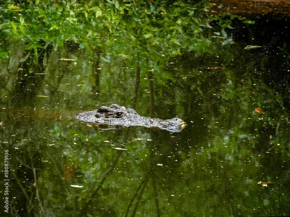 Crocodile in green water lake, South Africa. Crocodile in green water lake, South Africa.
