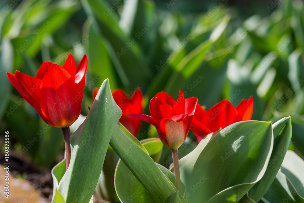 Fototapeta premium Red tulips blooming in a spring garden