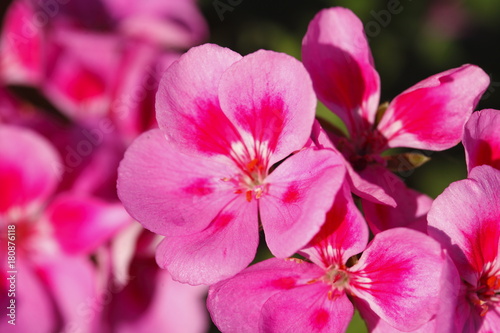 pink Flammenblumen  Phlox 