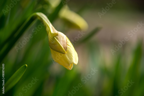 Fototapeta Naklejka Na Ścianę i Meble -  Blooming spring flowers daffodils in early spring garden