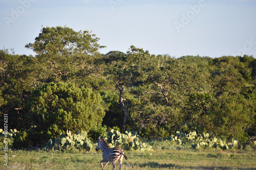 Zebra Running in the Wild