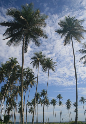 coconuts and plam trees near the beach in ivory coast
