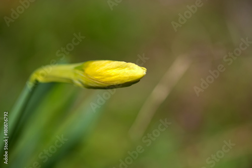 Fototapeta Naklejka Na Ścianę i Meble -  Blooming spring flowers daffodils in early spring garden