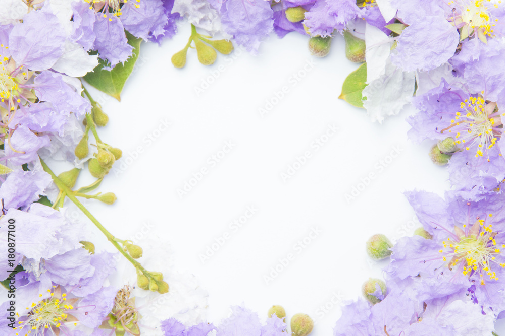 Lagerstroemia purple Floral Isolated on white background. Purple flowers border frame.