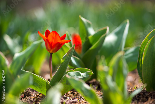 Red tulips blooming in a spring garden - selective focus