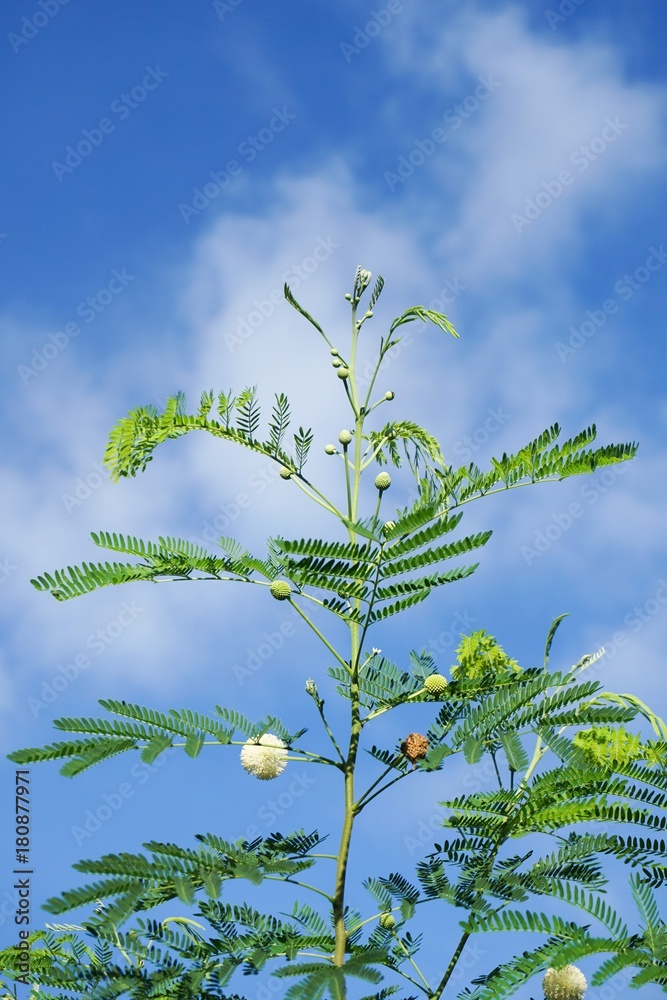 Obraz premium fresh green leucaena glauca plant in nature garden