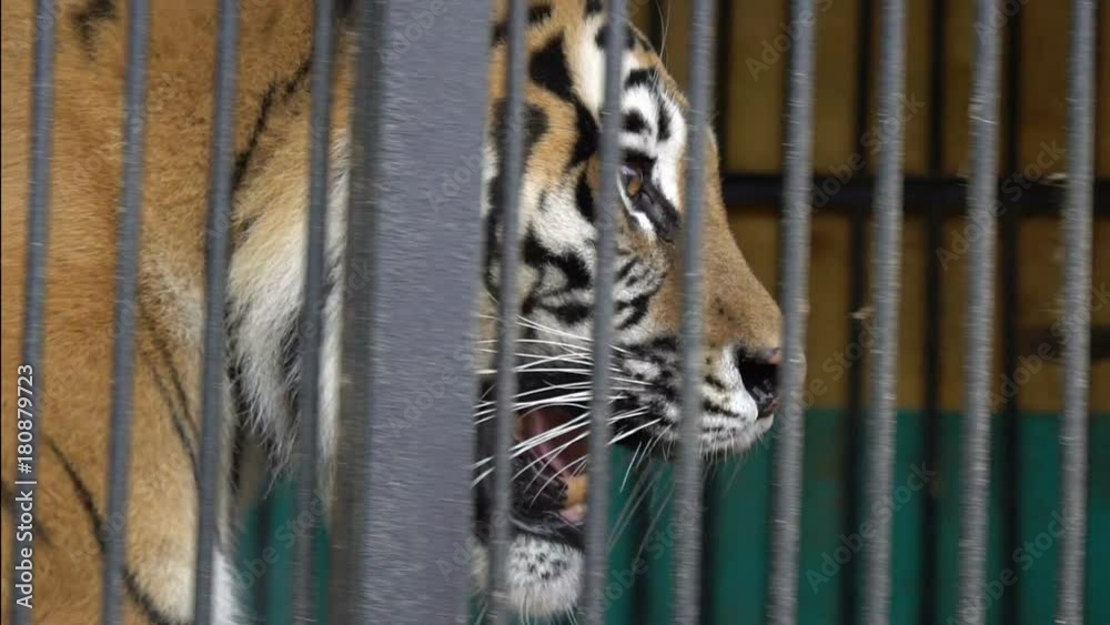 malnyan tiger face, caged animal, cruel captivity in a circus zoo