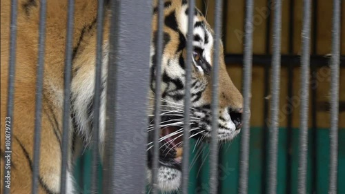 malnyan tiger face, caged animal, cruel captivity in a circus zoo photo