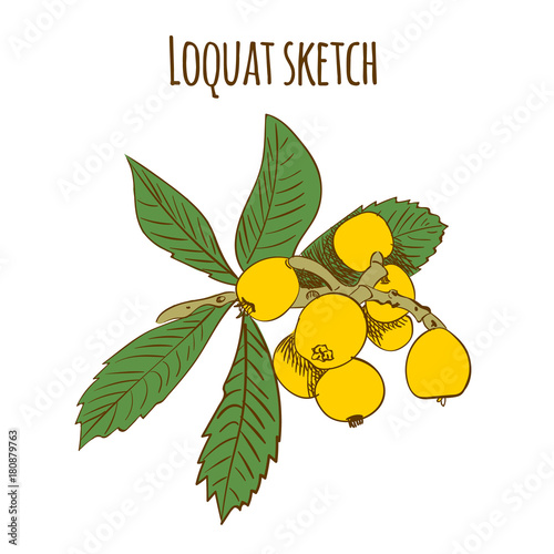 Loquat colored sketch isolated on white. VECTOR illustration.