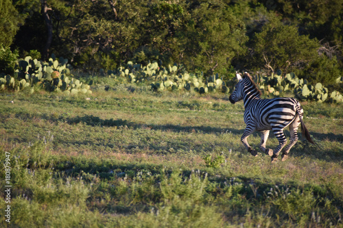 Zebra Running in the Wild