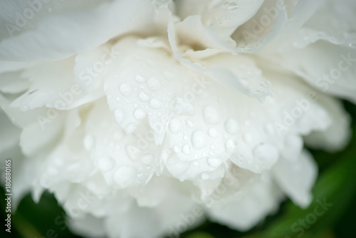 Close-up of white peonies in a spring garden - selective focus