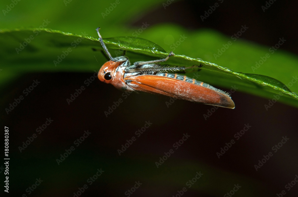 Naklejka premium grasshopper