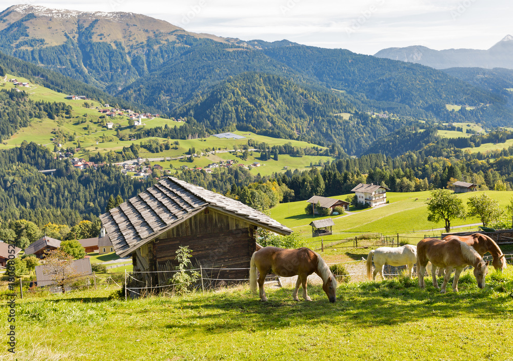 Alpine rural landscape with grazing horses in Austria.