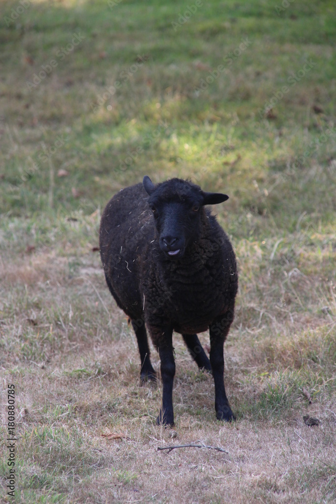 Fototapeta premium Pull a face sheep edition