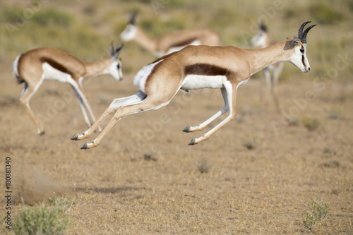 Springbok herd prancing on a plain in the Kgalagadi